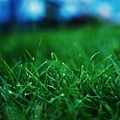 Grass-Wallpaper-green-19784909-2560-1600.jpg