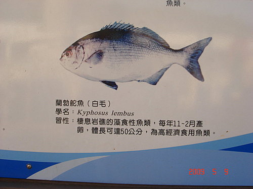 東北角常見草食性金魚類 老夫子旅遊札記 痞客邦 東北角常見草食性金魚類 老夫子旅遊札記 痞客邦