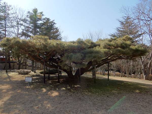 世界文化遺產～佛國寺