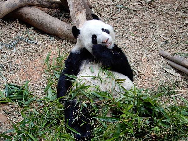 新加坡動物園