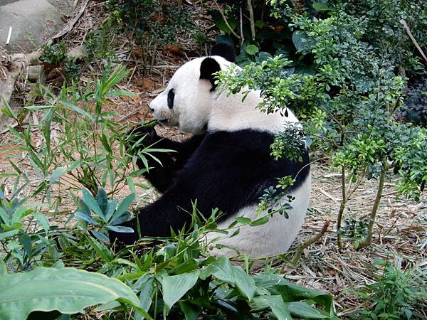 新加坡動物園