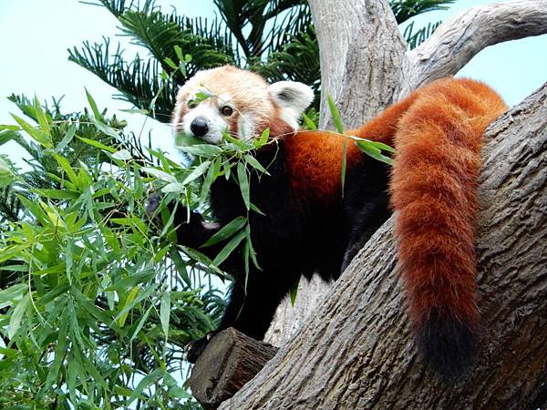 新加坡動物園