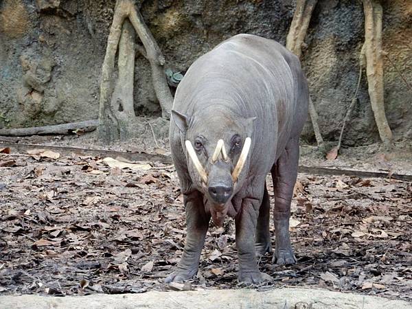 新加坡動物園