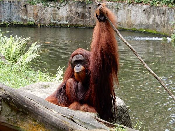 新加坡動物園