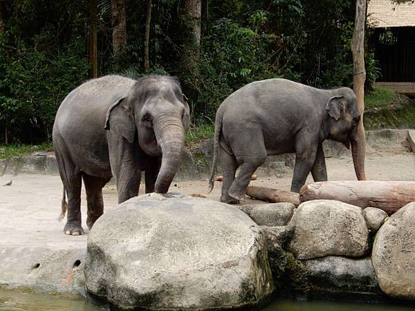 新加坡動物園