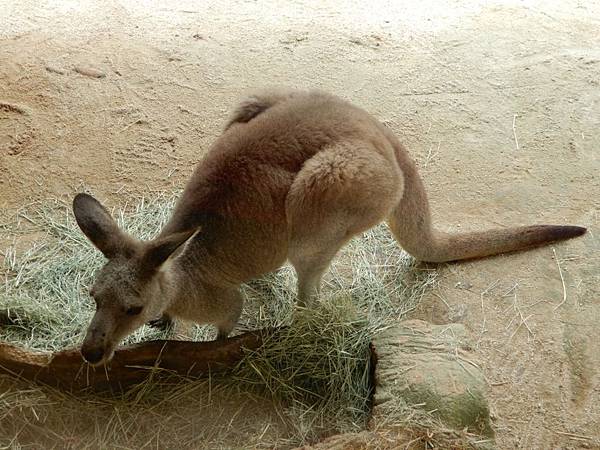 新加坡動物園