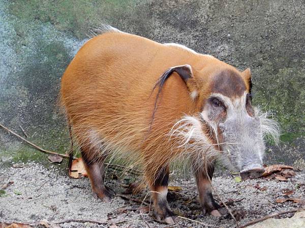 新加坡動物園