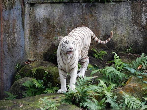 新加坡動物園