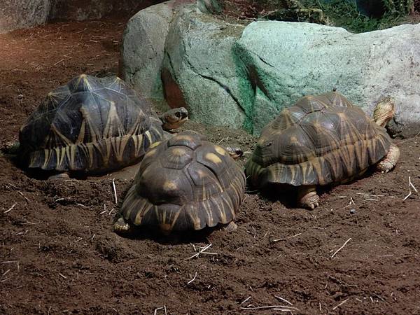 新加坡動物園