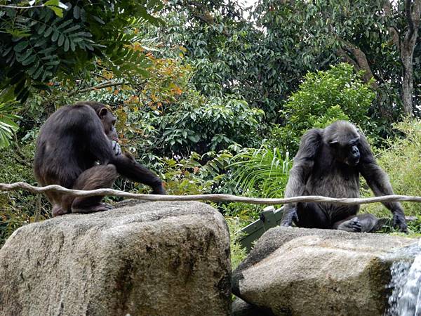 新加坡動物園