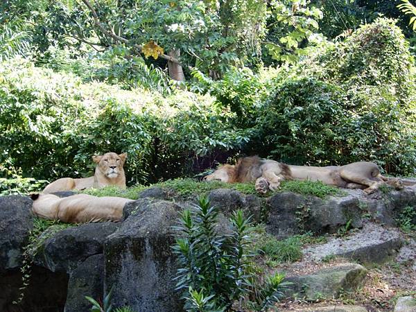 新加坡動物園