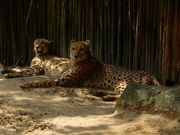 新加坡動物園