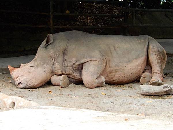 新加坡動物園