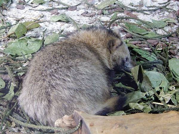 新加坡動物園