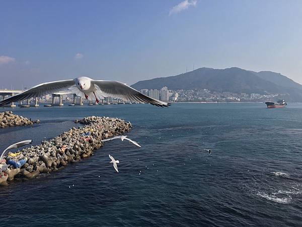 【韓國%2F釜山】松島海水浴場