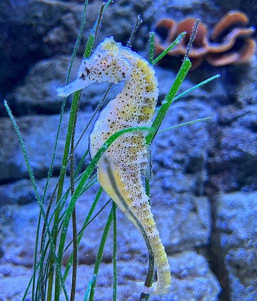 【英國%2F布萊頓 Brighton】布萊頓水族館 Brighton Sea Life Centre