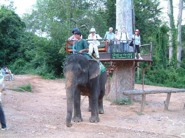 巴肯山的大象