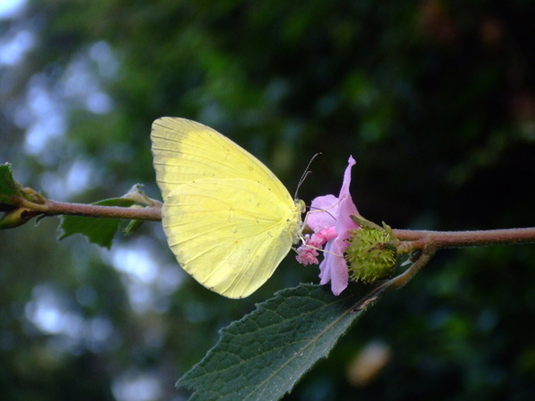 2006_1105宜蘭仁山植物園_新寮瀑布0225.JPG