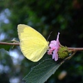 2006_1105宜蘭仁山植物園_新寮瀑布0225.JPG