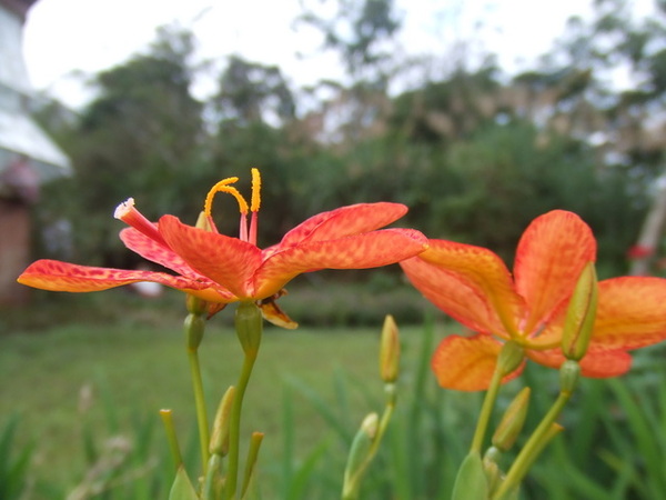 2006_1105宜蘭仁山植物園_新寮瀑布0258.JPG