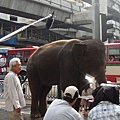 曼谷路上拍戲的大象