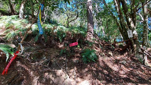 【屋東縱走】屋我尾/東卯山大崩壁-谷關七雄一日2雄挑戰(麗陽