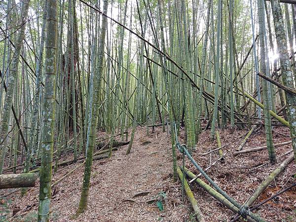 【水社大山】日月潭最高峰-伊達邵VS日月潭青年活動中心登山口