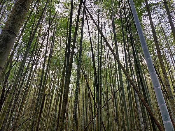 【水社大山】日月潭最高峰-伊達邵VS日月潭青年活動中心登山口