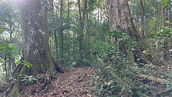 【水社大山】日月潭最高峰-伊達邵VS日月潭青年活動中心登山口