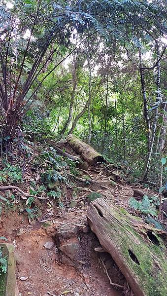 【水社大山】日月潭最高峰-伊達邵VS日月潭青年活動中心登山口