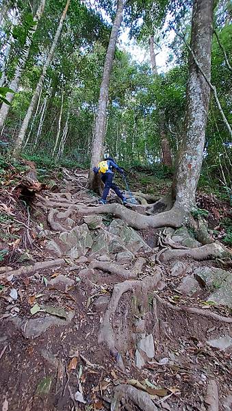 【水社大山】日月潭最高峰-伊達邵VS日月潭青年活動中心登山口