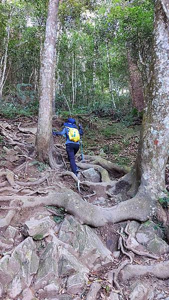 【水社大山】日月潭最高峰-伊達邵VS日月潭青年活動中心登山口