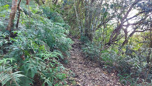 【水社大山】日月潭最高峰-伊達邵VS日月潭青年活動中心登山口