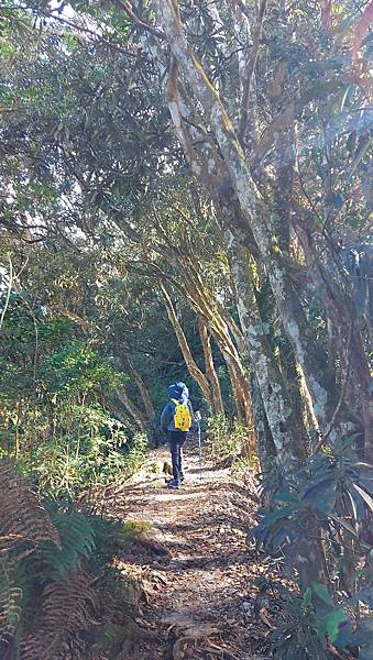 【水社大山】日月潭最高峰-伊達邵VS日月潭青年活動中心登山口