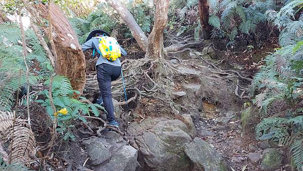 【水社大山】日月潭最高峰-伊達邵VS日月潭青年活動中心登山口