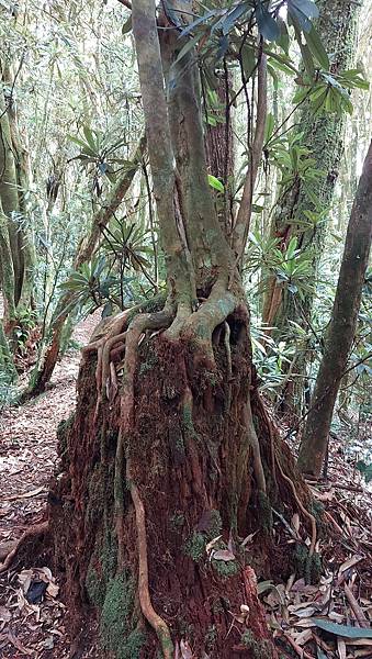 【水社大山】日月潭最高峰-伊達邵VS日月潭青年活動中心登山口