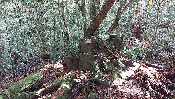 【水社大山】日月潭最高峰-伊達邵VS日月潭青年活動中心登山口