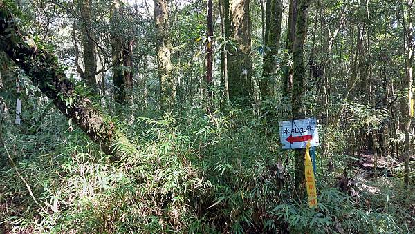 【水社大山】日月潭最高峰-伊達邵VS日月潭青年活動中心登山口