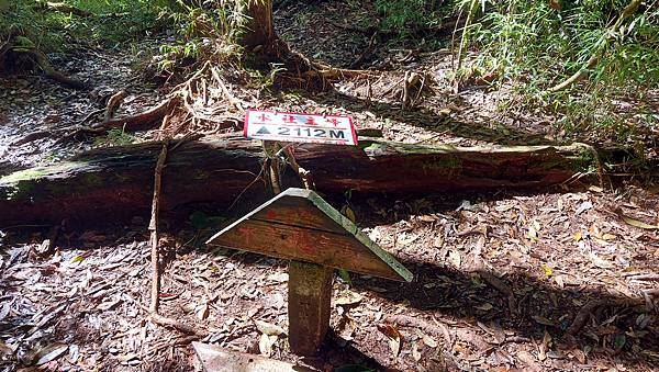 【水社大山】日月潭最高峰-伊達邵VS日月潭青年活動中心登山口