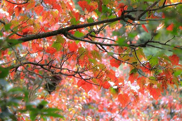 48426224_583890242054777_3734779899903213568_n