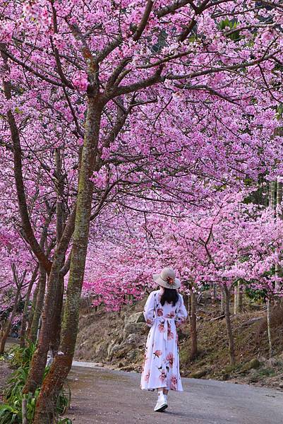 【青山坪咖啡農場】雲林賞櫻『 青山坪咖啡農場』櫻花夾道，風吹