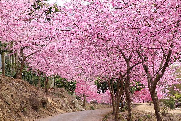 【青山坪咖啡農場】雲林賞櫻『 青山坪咖啡農場』櫻花夾道，風吹