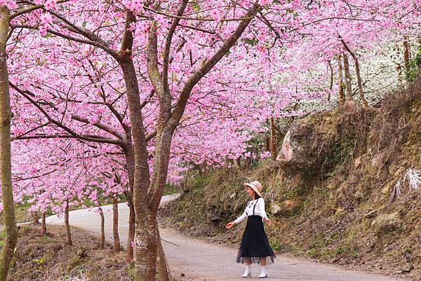 【青山坪咖啡農場】雲林賞櫻『 青山坪咖啡農場』櫻花夾道，風吹