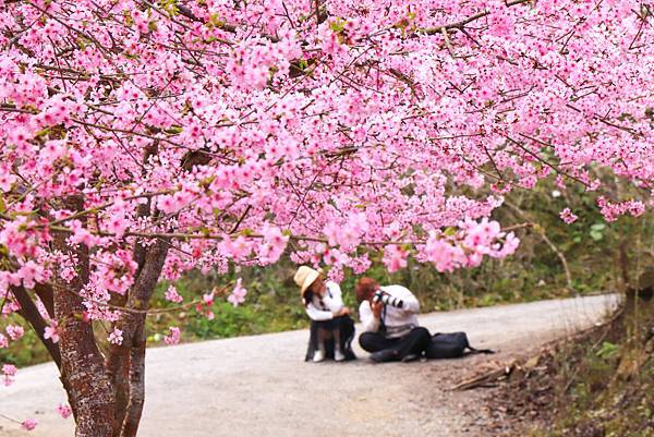 【青山坪咖啡農場】雲林賞櫻『 青山坪咖啡農場』櫻花夾道，風吹