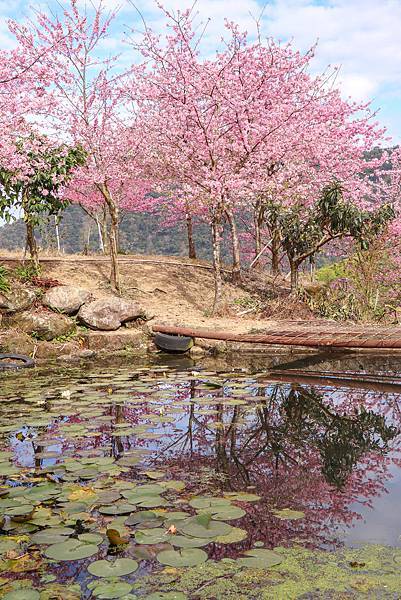 【青山坪咖啡農場】雲林賞櫻『 青山坪咖啡農場』櫻花夾道，風吹