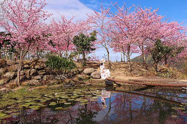 【青山坪咖啡農場】雲林賞櫻『 青山坪咖啡農場』櫻花夾道，風吹