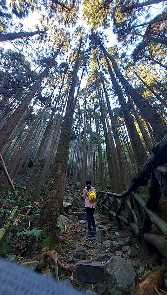 【大雪山】大雪山步道懶人包整理~鳶嘴山、橫嶺山、稍來山步道、
