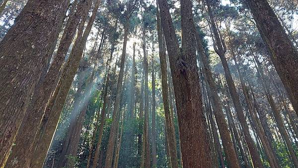 【大雪山】大雪山步道懶人包整理~鳶嘴山、橫嶺山、稍來山步道、