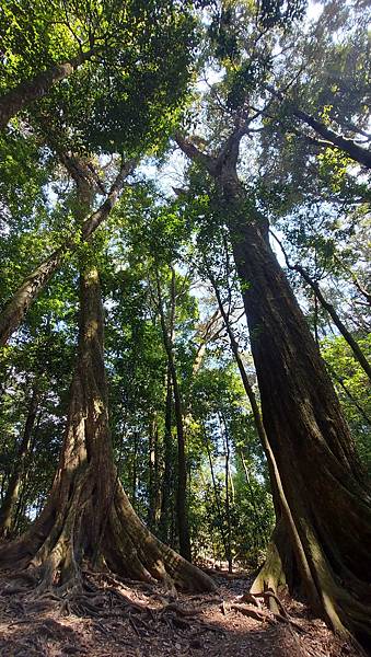【大雪山】大雪山步道懶人包整理~鳶嘴山、橫嶺山、稍來山步道、