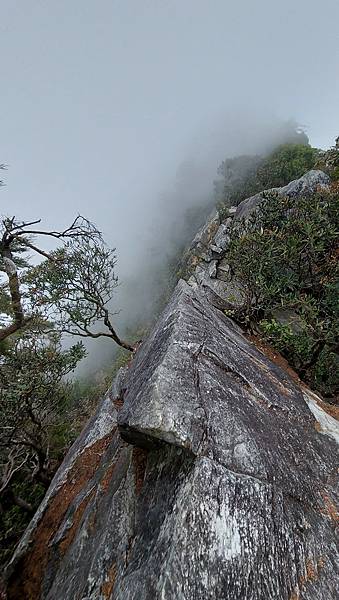 【大雪山】大雪山步道懶人包整理~鳶嘴山、橫嶺山、稍來山步道、